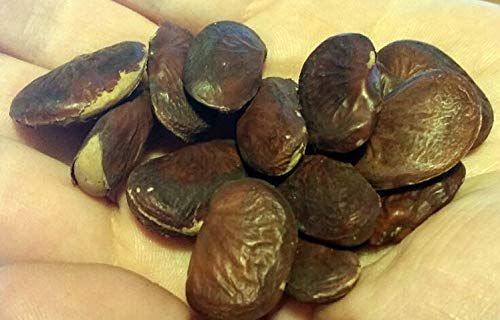 Aapkidukan Karanjwa - 800 GM Indian Beech, Kanajo, Honge Beru, Sagargota, Karanj