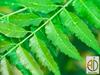 A D Food & Herbs Organic Dried Neem Leaves/Azadirachta Indica Leaves (250 Gms) view 4