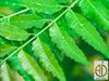 A D Food & Herbs Organic Dried Neem Leaves/Azadirachta Indica Leaves (750 Gms) view 4