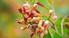 BSD Organics Spicy Clove / Kirambu / Laung for Clove - 50 g view 4
