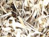 Xetomos Dried Lemon Grass Cymbopogon Flexuosus Asagar Grass 100g view 1