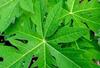 Saara HERBAL FRESH Papaya Leaf Powder, 101g, Papita leaf Powder, Carica Papaya Leaf, Erandhurbuja, Paw Paw Leaf Powder 101g (pack of 1 x 101g) view 4