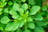 3V PRODUCTS Kuppaimeni Powder 300g | Indian Mercury | Indian Nettle | Acalypha Indica (Pack of 3x100g) view 2