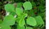 3V PRODUCTS Kuppaimeni Powder 300g | Indian Mercury | Indian Nettle | Acalypha Indica (Pack of 3x100g) view 3
