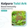 Kalpura Tulsi Ark  100% Pure Distillate | Supports Immunity & Respiratory Health | Made with Neem-Grown Giloy & Fresh Tulsi | No Sugar, No Artificial Colors or Chemicals | 2000ml (Pack of 4  500ml Each) view 2