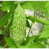 BSD Organics HerbY Karela Seeds/Momordica Charantia/Bitter Gourd/Pavakkai - 1000 Grams view 4