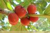 3V PRODUCTS: Banyan Fruit Powder - Pack of 2x100g - Aalam Pazham | Bargad | Indian Fig | Marri Udala view 3