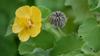 3V PRODUCTS Thuthi Leaf Powder 100g | Kanghi | Atibala Leaf | Abutilon indicom Leaf view 2