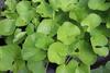 3V PRODUCTS Vallarai Powder 300g | Brahmi | Gotu Kola | Centella Asiatica | Vallarai Keerai for Memory Power & Brain Health | Skin Hair care | Health Benefits (Pack of 3x100g) view 2
