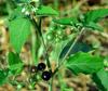 3V PRODUCTS Manathakkali Powder 400g | Makoy | Makoi | Solanum Nigrum | Black Nightshade (Pack of 4x100g) view 4