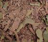 YAZA LIFESTYLE Herbal Arjuna Tea 50 Gms, Organic Arjun Bark Ancient Healer & Immunity Booster, (25 Servings) view 4