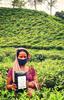 Ketley Gold Assam Tea - Factory Direct, 1500g | First Flush | Shipped Within 48 Hours of Plucking view 3