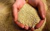 Ahoy! Pure White Quinoa | Organic | Peruvian | Gluten Free | Non GMO| No Preservatives | High Fibre Pack 500gm view 4