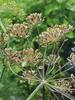 3V Products: Sathakuppai Seeds 50g | Dill Seeds | Suwa Seeds | Anthem graveolens Seeds view 4