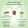 Kapiva Wild Tulsi Giloy Juice (2L) | Fresh Tulsi and Neem-grown Giloy to Support Immune Health - Super Saver Pack of 2 view 4