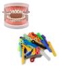 Dental Orthodontics Ligature Ties Light Force (Latex Free) / Ligature Ties For Braces 1008/pk in Multi Colours (Assorted) view 3