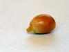 Kitchen Jungle Popcorn Kernel Seeds (900 Grams) view 4