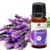 Aatiutik Essential anti bacterial Aroma Oil Diffuser for Home Electric and Tlight Diffuser | Home fragrance | Lavender and Sandalwood for Home Office Spa Hotel - set of 3, 15 ML Each view 3