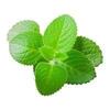 3V PRODUCTS: Karpooravalli Powder 50g | Coleus Amboinicus Powder view 2