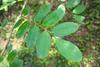 3V PRODUCTS Organic Dry Elumbotti ilai (Leaves) 30g | Bone joint Leaves | Murikootipacha | Ormocarpum Cochinchinense view 2