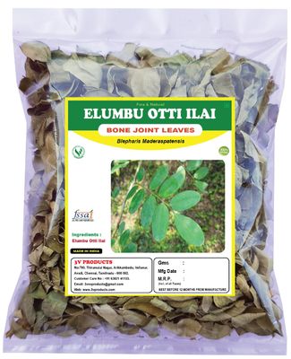 3V PRODUCTS Organic Dry Elumbotti ilai (Leaves) | Bone Joint Leaves | Murikootipacha 40g