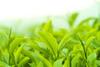 Colours Loose Green Tea- 250g view 3