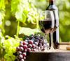 Active Yeast for Making Red Wine/All Purpose Active Dry Yeast 100g by Zone Marketing view 2