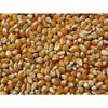 Jai Jinendra Popcorn Kernels Soft, Popcorn Maize, Corn Kernels, Pop-Corn Makka - 500gm view 2