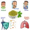 Ayulife - Herbal 100% Natural Tulsi Powder - Powdered Dry Basil Leaves - (Total 340 GM in Packs of 4) (Each Pack 85GM) - 2 Yr Shelf Life view 4