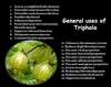 Ayur Amrit Trifla Powder Natural Organic view 4