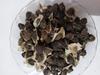 Ambe Ayurveda - Moringa Seeds - Sahajan Beej - Surjana Seed - Drumstick seed - 50gm view 1