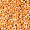Siddhi Natural Popcorn Kernels (Ready to Cook, Unpopped, Original Makkai Seeds) (1 KG) view 2