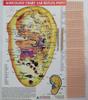 Acupuncture Natural Vaccaria Ear Seeds 600 Counts + Jimmy 2 counts + Chart view 3