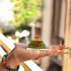 9Dzine Energy Generator Crystal Peridot Orgone Pyramid for EMF Protection Peridot Raw Chips Orgone Pyramid for Vastu Correction Aura Cleansing Stress Relives view 2
