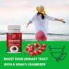 Hoag's Cranberry supplement for Urinary Tract Health Support, Cranberry Extract 800mg per capsule - 60 Veg Capsules view 3