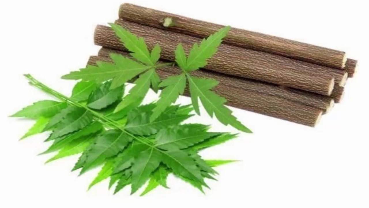 Homtoyz Organic Fresh Neem Chew Sticks (Datoon) for Healthy Teeth and Gums - 20 Sticks