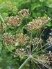 3V PRODUCTS: Sathakuppai Powder 400g | Dill Seed | Suwa Seed | Pencedanum Grande (Pack 4x100g) view 3