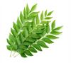 3V PRODUCTS Dry Curry Leaves 50 Grms | Karuveppillai Leaves | 100% Natural | Kadi Patta (Pack of 1) view 3