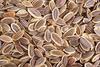 3V PRODUCTS: Sathakuppai seeds 1Kg | Dill seeds | Suwa Seeds | Anthem graveolens seed (1000 Grm) view 3
