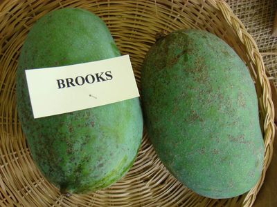 Exotica Orchids Brooks Mango Plant-Grafted