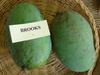 Exotica Orchids Brooks Mango Plant-Grafted view 1