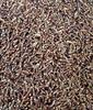 A D Food & Herbs Organic Black Wheat / Kala GEHU Edible 3 KGS view 4