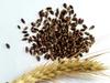 A D Food & Herbs Organic Purple Wheat Edible 1 KG view 4