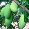 Exotica Orchids Alltime Kanchamitha Mango Plant-Grafted view 1
