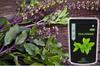 Organic Prime Tulsi Leaf Powder | Holy Basil Leaf Powder - 200 GM by Organic Prime view 4