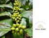 HALLIBERRI COFFEE POWDER 200GMS view 4