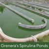 Grenera Spirulina Superfood Tablets 120 nos (1000 mg Per Serving) Pure, Natural Supplement view 3