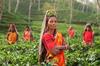 Benodenagar Estate Direct Assam Tea Powder, 450g | First Flush (Season 2023) | Shipped within 48 Hours of Plucking - from the House of Ketley Gold view 3