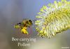 VANTATTVA-NATURE'S GOODNESS... Raw Organic Bee Pollen-350 Gm - Anti-oxidant and Protein Rich Natural Superfood view 3