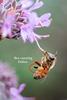 VANTATTVA-NATURE'S GOODNESS... Raw Organic Bee Pollen-350 Gm - Anti-oxidant and Protein Rich Natural Superfood view 4